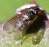 Limnophora maculosa